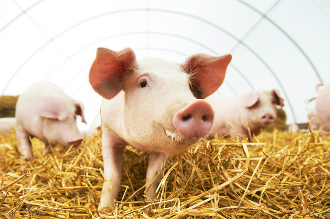 Россия рассматривает запрет на импорт украинской свинины