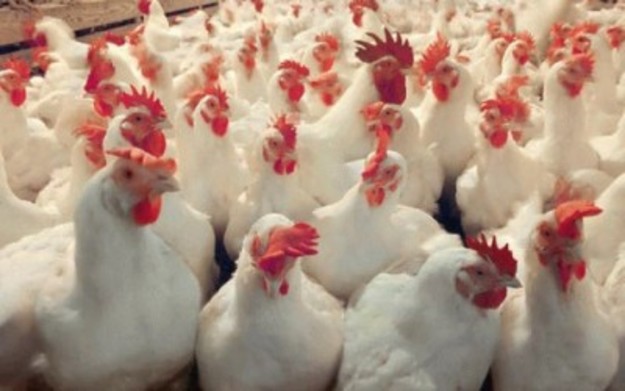 Украина втрое увеличила экспорт курятины в ЕС