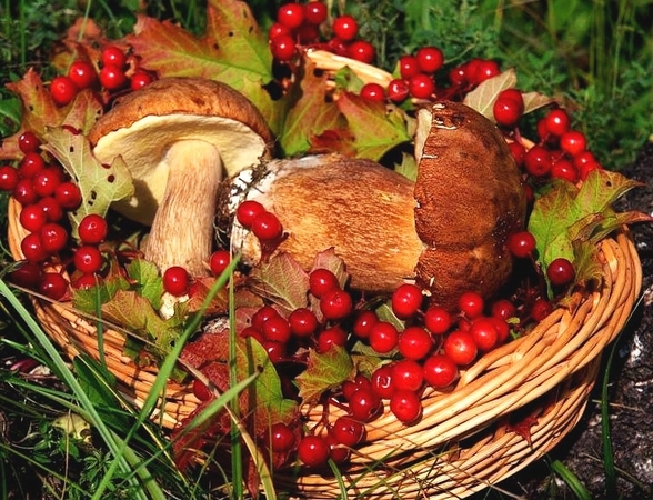 Крымчанам запретят собирать более пяти килограммов грибов и ягод
